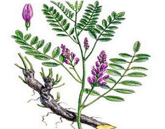 Licorice  Extract