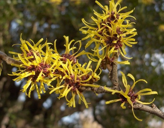 Witch hazel Extract