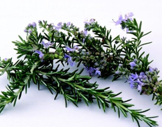 Rosemary Extract