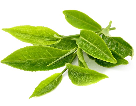 Green Tea Extract