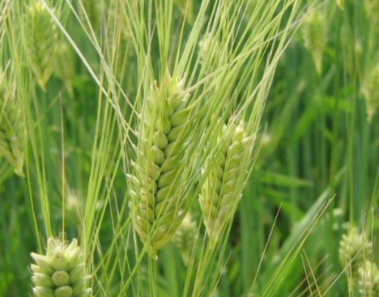 Barley Extract