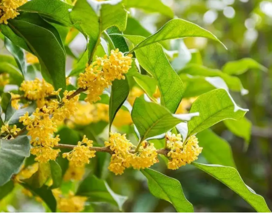 Osmanthus Extract