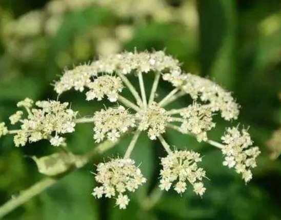 Angelica Extract