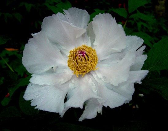 Peony Root Extract