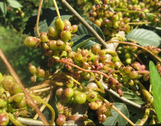 Cuscuta Extract