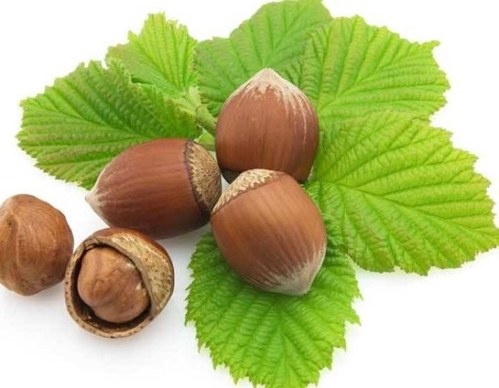Corylus heterophylla Extract
