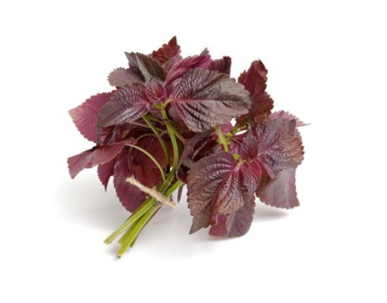 Perilla Extract