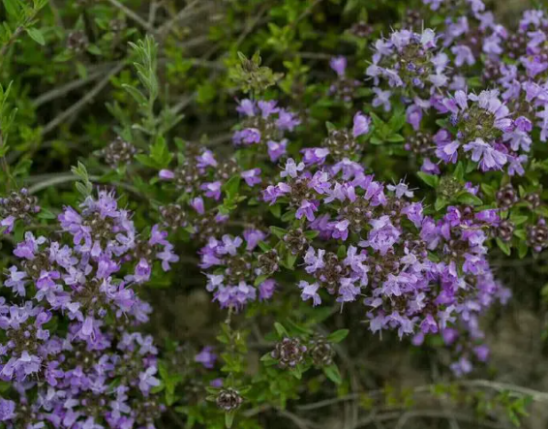 Thymus serpyllum Extract