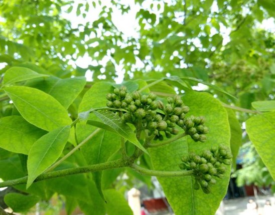 Phellodendron Extract
