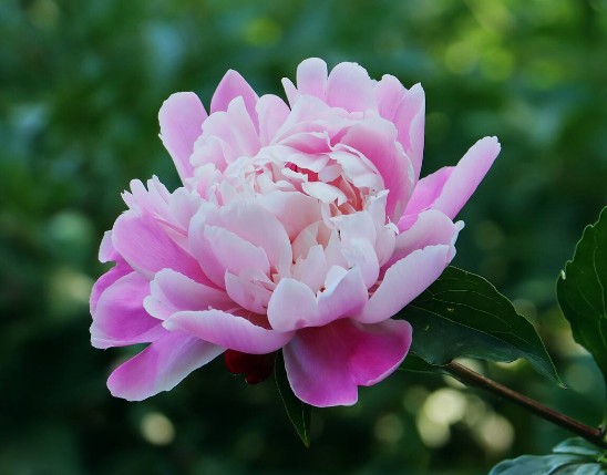 Paeonia Extract