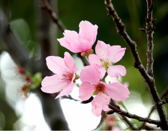 Prunus speciosa Extract
