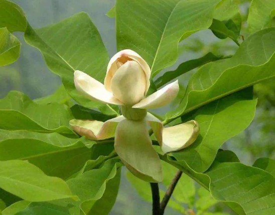 Magnolia Extract