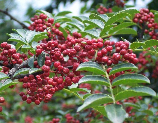 Zanthoxylum Extract