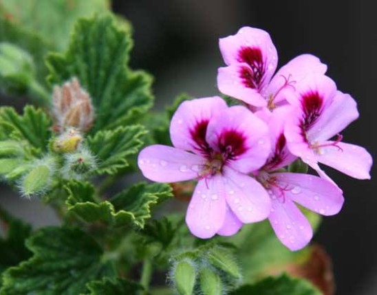 Pelargonium Extract