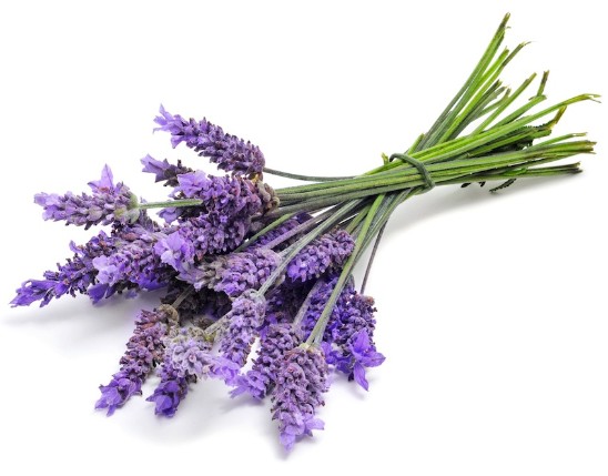 Lavender Extract