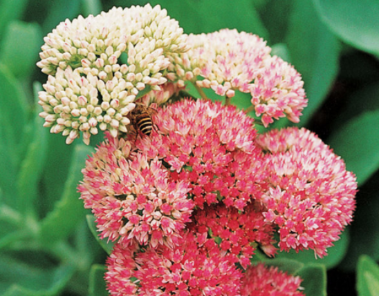 Rhodiola rosea Extract