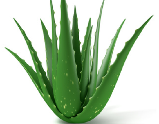 Aloe Extract