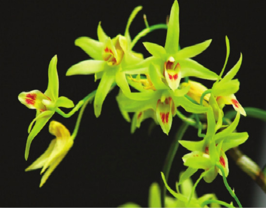 Dendrobium Extract