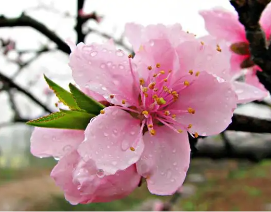 Peach Flower Extract