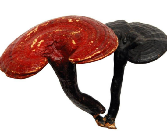 Reishi Mushroom Extract
