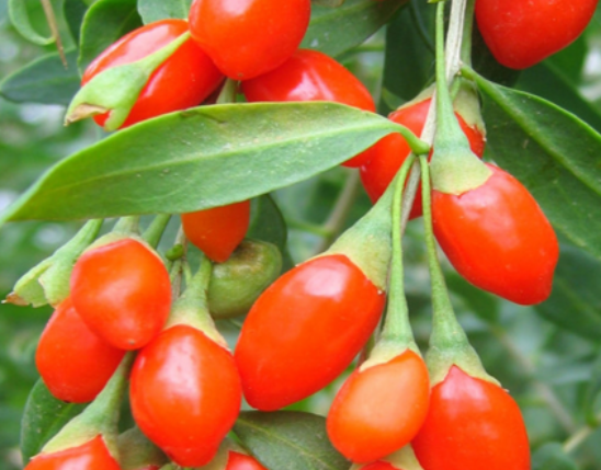 Goji Berry Extract