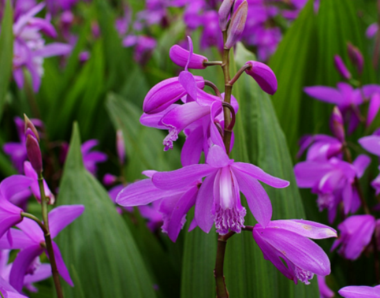 Bletilla striata Extract