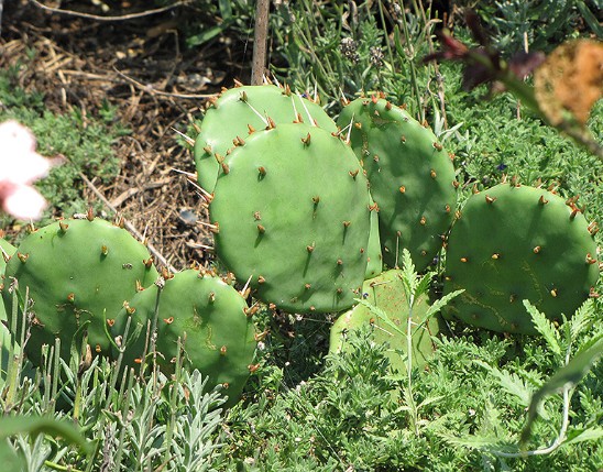 Cactus Extract