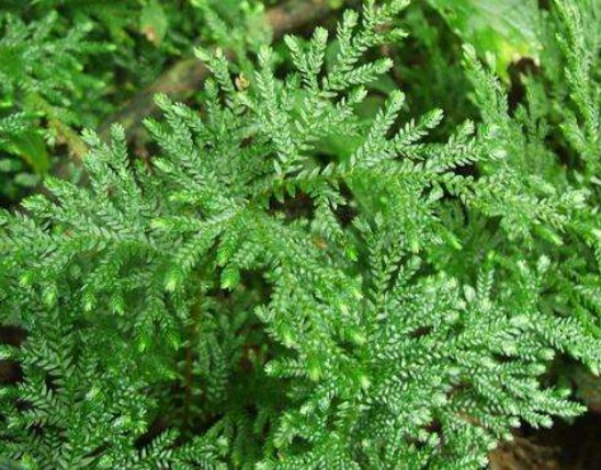 Selaginella Extract