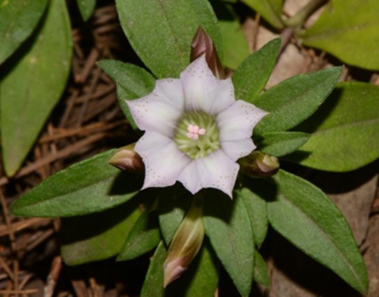 Gentiana rigescens Extract