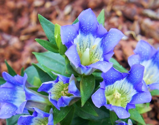 Gentiana scabra Extract