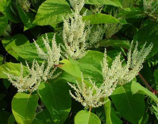 Reynoutria Extract