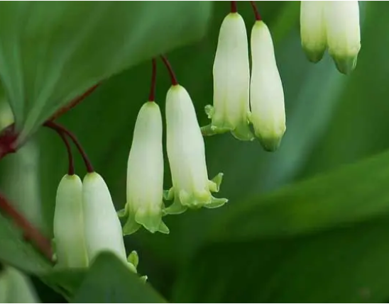 Polygonatum Extract