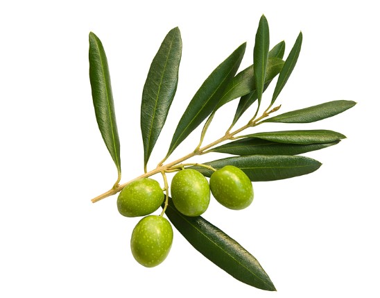 Olive Leaf Extract