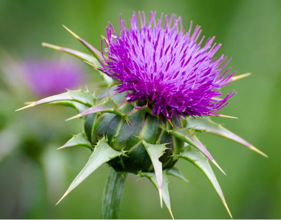 Milk Thistle Extract