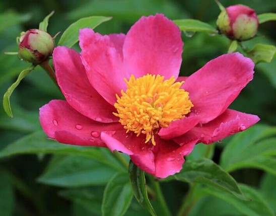 Paeonia Extract
