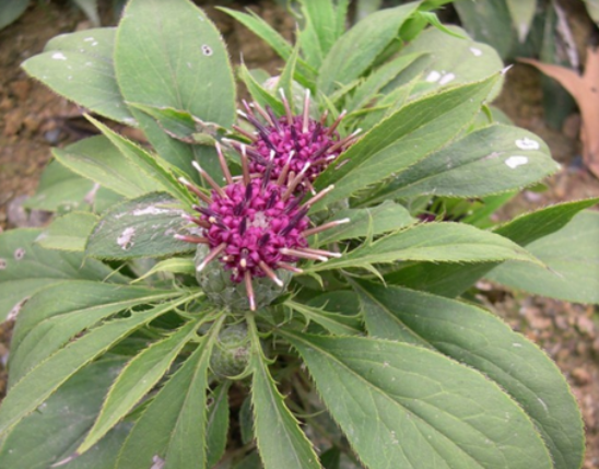 Atractylodes Extract