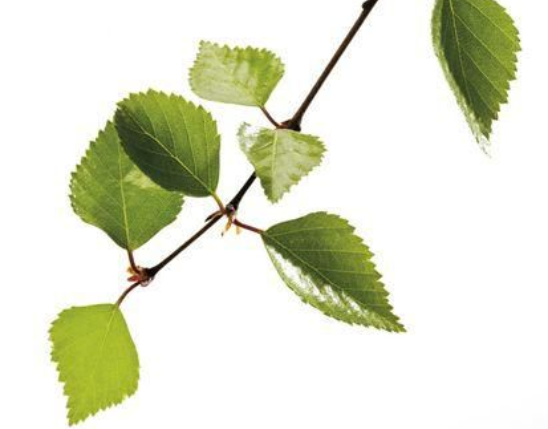 Birch Extract
