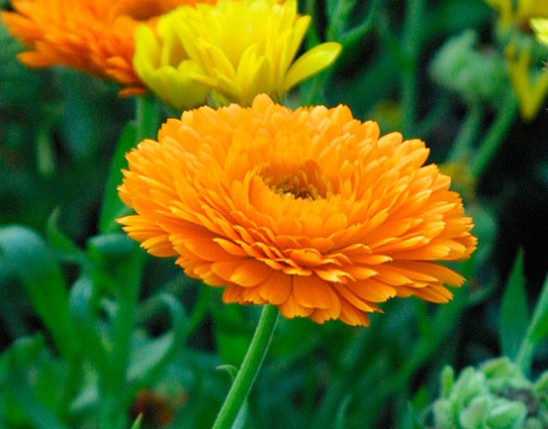 Calendula Extract