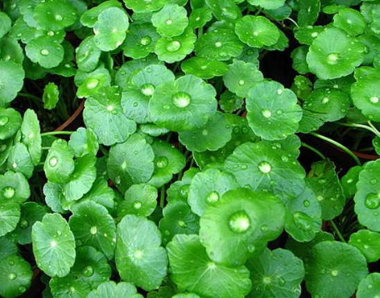 Centella asiatica Extract