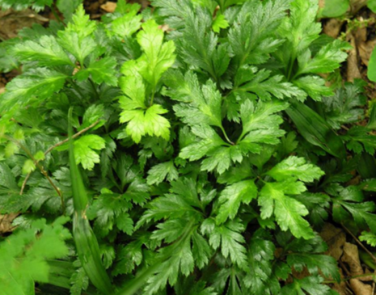 Coptis chinensis Extract