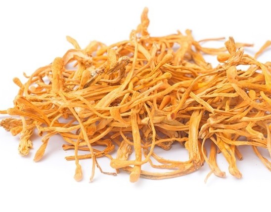 Cordyceps Extract