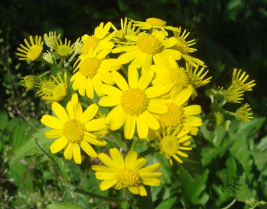 Chrysanthemum Extract