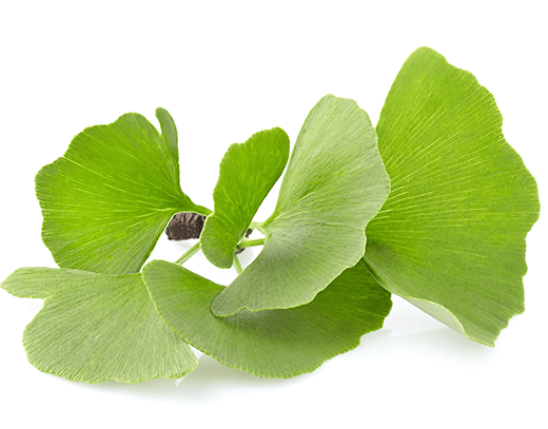 Ginkgo biloba Extract