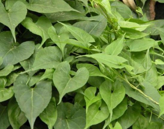 Polygonum Extract
