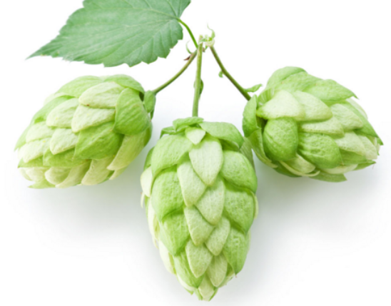 Hops Extract