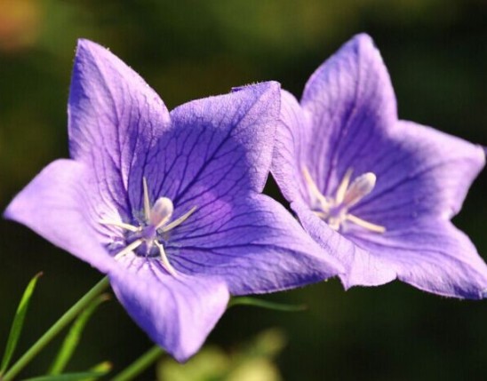 Platycodon Extract
