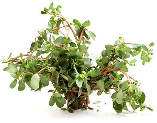 Portulaca Extract