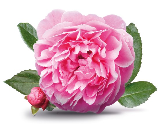 Rose Extract