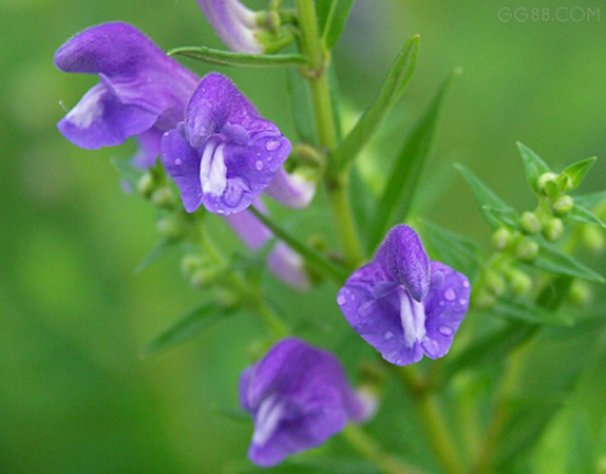 Scutellaria Extract
