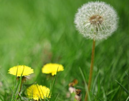 Dandelion Extract